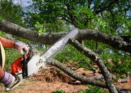 Reliable Eagle Lake, FL Tree Services Solutions