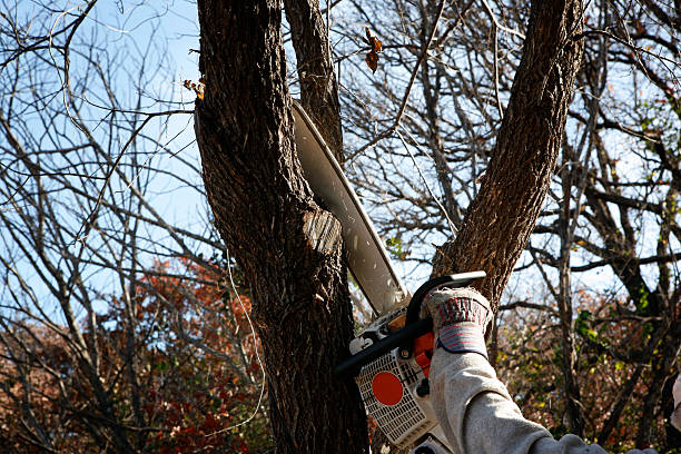 How Our Tree Care Process Works  in  Eagle Lake, FL